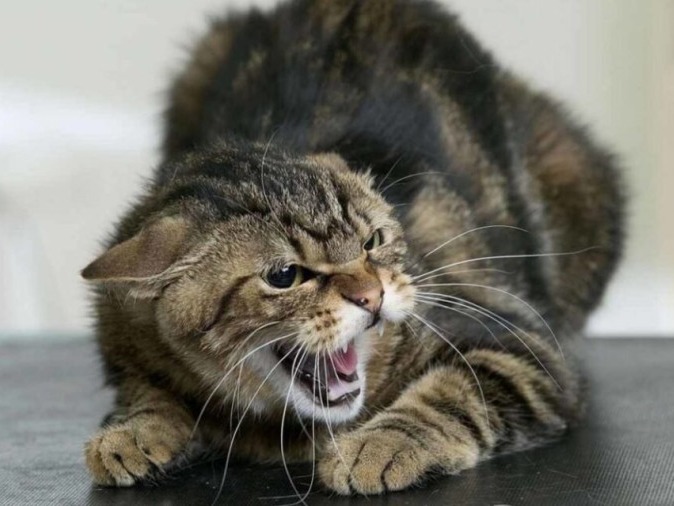 на фото кошка.